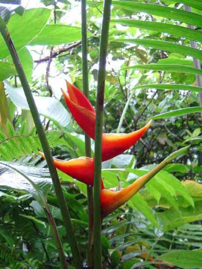 heliconia