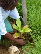 Mel gards kubawe tree