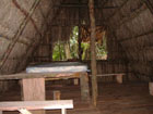 caribbean jungle hotel room
