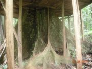 treehouse hotel accommodation roots