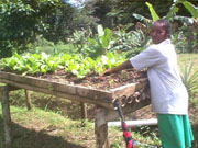 veggie plot