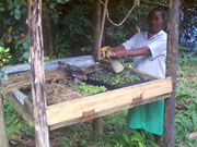 organic vegetables