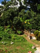 martha laurence house home stay dominica