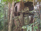 rosalie dominica jungle lodge treehouse