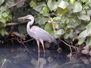 heron