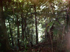 forest accommodation view