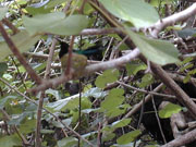 nesting hummingbird