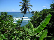 rosalie_surf.jpg