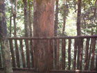 jungle lodge treehouse balcony
