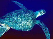 turtle dominica