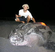 dominica sea turtle