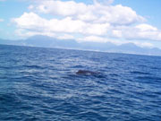 whale watching dominica