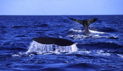 whale